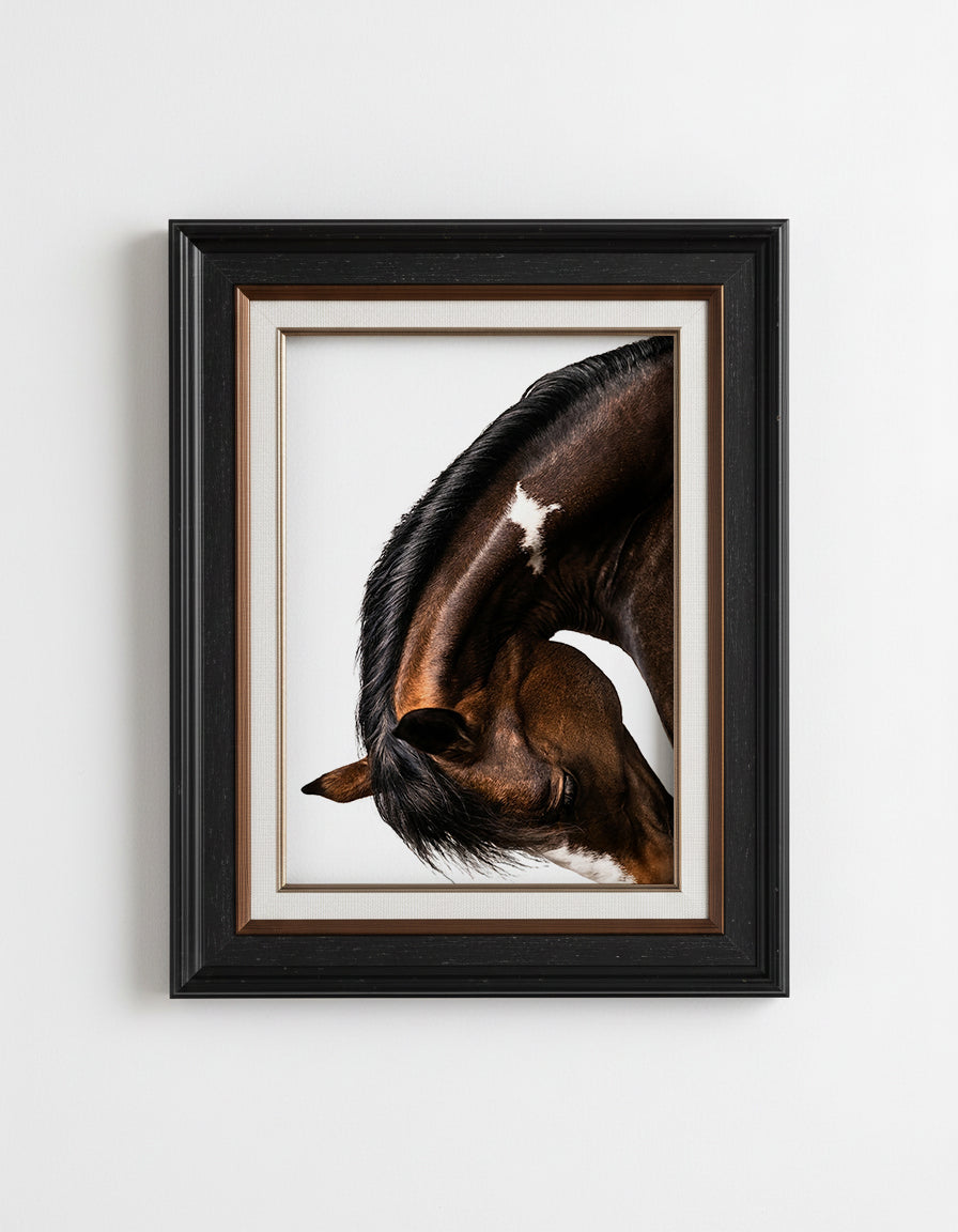 close up photograph of a horse lowering its head in a graceful bow, showing the curved neck and soft lighting
