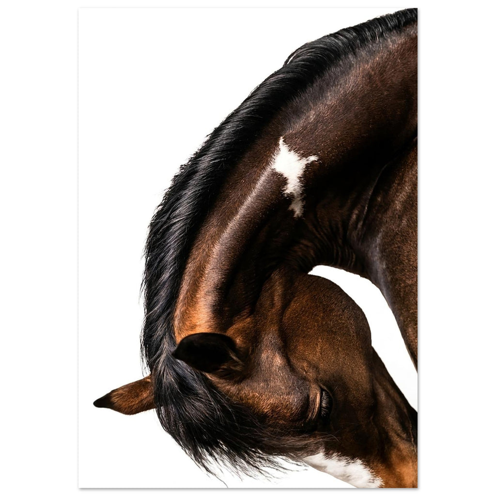 close up photograph of a horse lowering its head in a graceful bow, showing the curved neck and soft lighting
