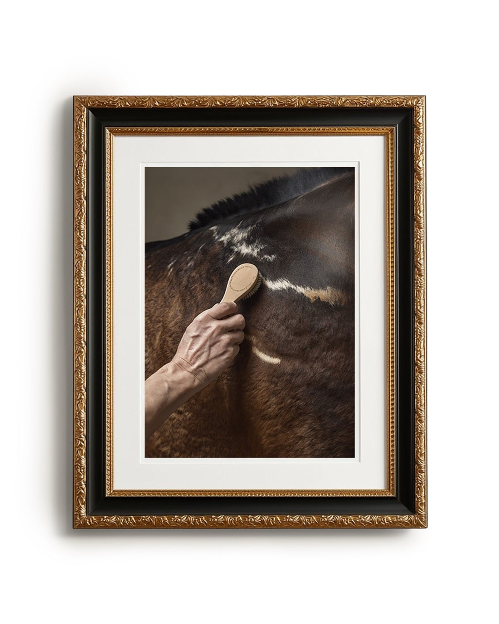 close up photograph of a horse’s shoulder being brushed by hand in soft studio lighting