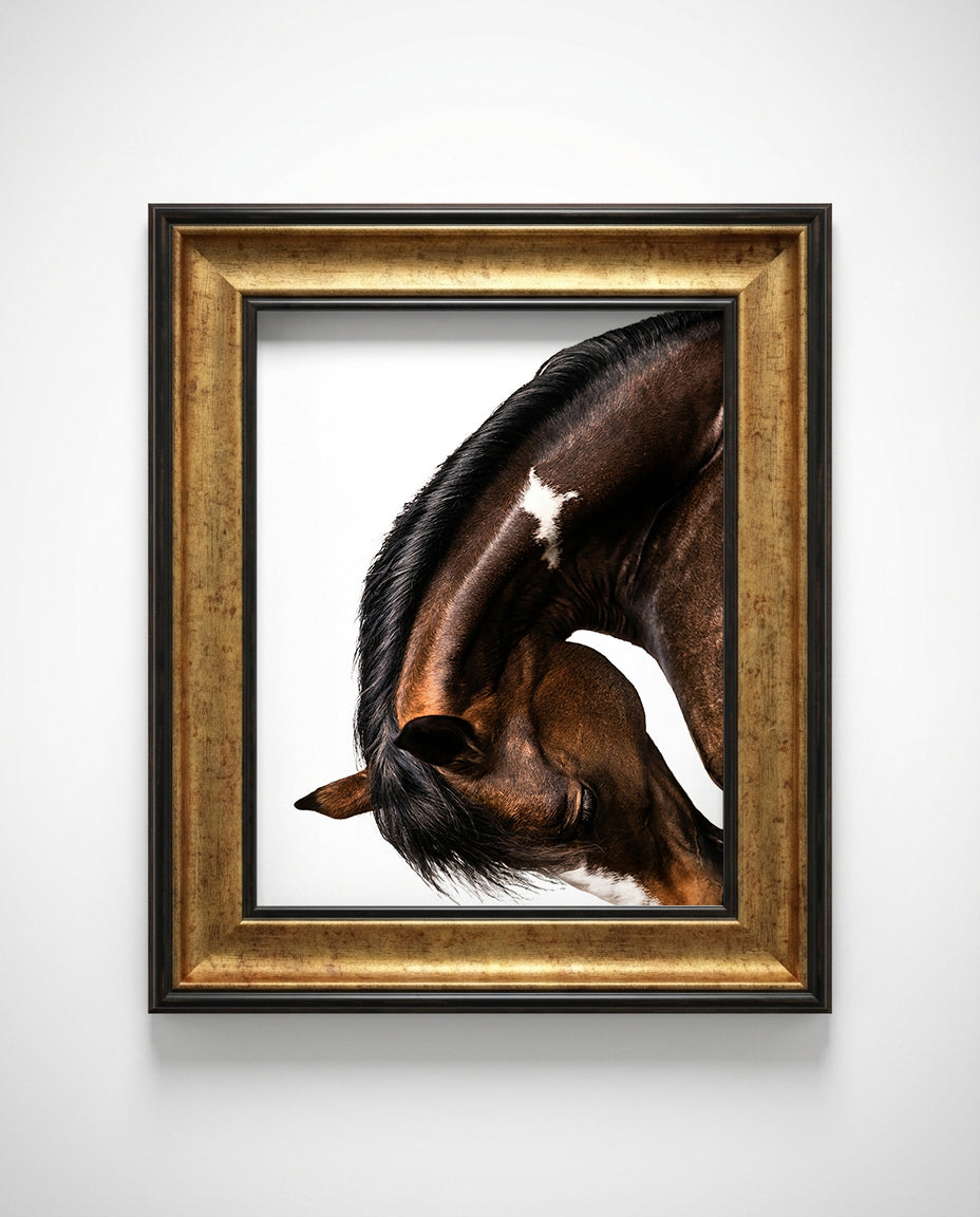 close up photograph of a horse lowering its head in a graceful bow, showing the curved neck and soft lighting
