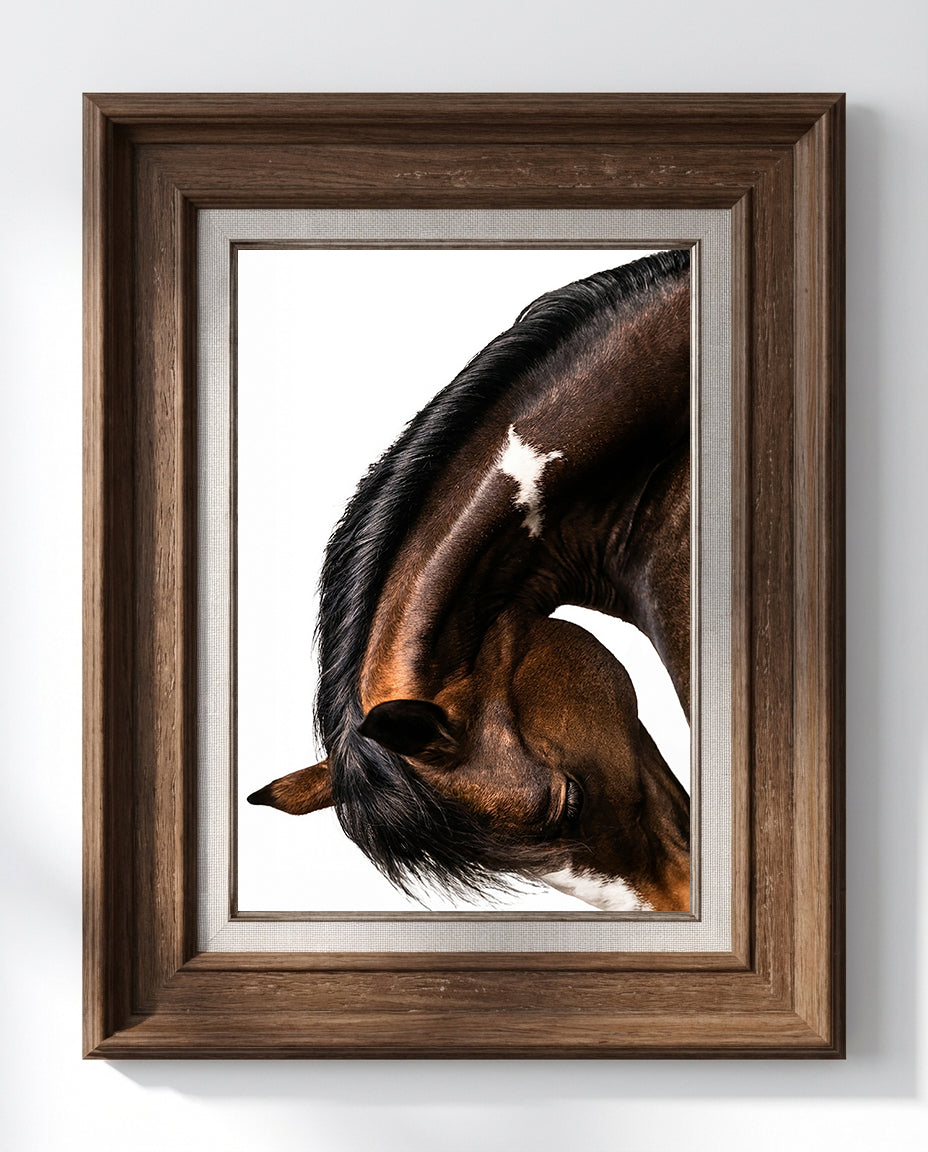close up photograph of a horse lowering its head in a graceful bow, showing the curved neck and soft lighting
